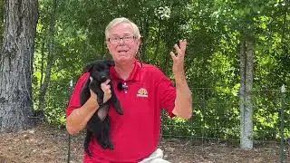 Become a SUCCESSFUL German Shepherd Breeder!!!