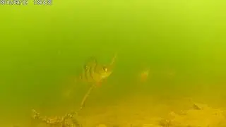 Экшн камера под водой. Съемка через вай-фай.