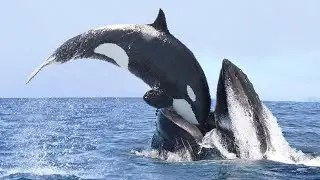 Why Orcas Are Called Killer Whales