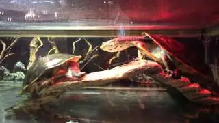 Exotic Pets (Pet Store) - FULL VIDEO Tour (Las Vegas, NV)