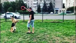 #обучение танцу или хождение за задних лапках)))))