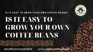 🧨🐄 Is It Easy To Grow Your Own Coffee Beans! 🌈🐧