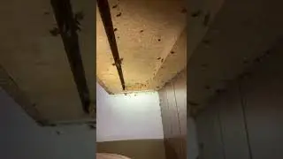 Do You Have Cockroaches in Your Kitchen?