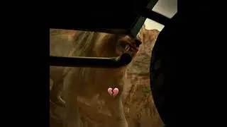 #tiger