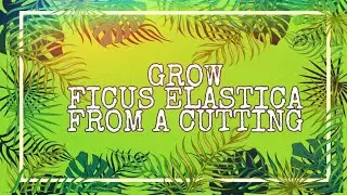 🌱 Grow a Ficus elastica from a cutting 🌱