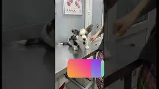 К нам пришел новый гость. #shorts