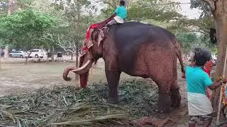 Migara Tusker @ Colombo Navam perahara 2022 - Elephants getting ready to the Annual festival