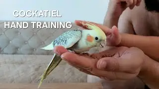 10 - DAY Taming Progress With our Cockatiel | HOW TO hand train a cockatiel | Cockatiel tips