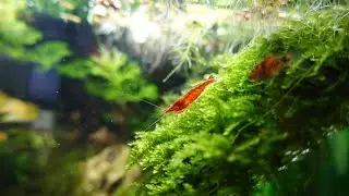 Community fish tank with 8 varieties of fishes | shrimp tank mates | Guppy | tetra | kuhli loach