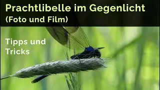 Prachtlibelle im Gegenlicht/ Morgenlicht - Tipps und Tricks für schöne Foto- und Filmaufnahmen