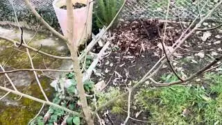 Unsere Pawpaw-Bäume entwickeln Blütenknospen