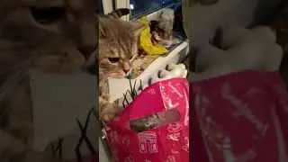 Кот и лук