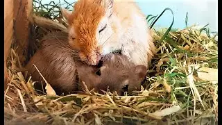 Gerbil Waking Up