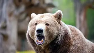Grizzly Truths: The Untold Tales of Brown Bears