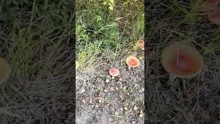 Мухоморы в ЯНАО #природа #лето  #янао #лес #forest #russia #мухомор