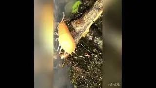 My isopods culture mini terrarium day 1
