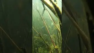 БЕССТРАШНЫЙ ОКУНЬ! Сазан курит в сторонке