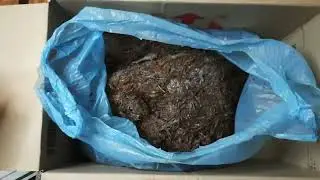 ШАМПИНЬОНЫ в ВАННОЙ . Домашние грибы .