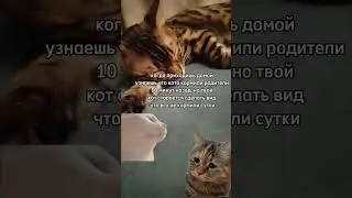 бенгальский кот Лео