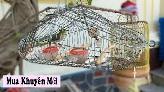 Buying and Watching the Beautiful Canaries of the Student/Nguyen Chien