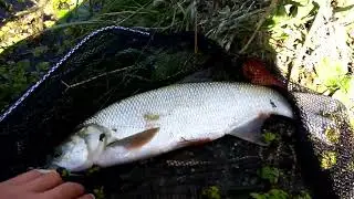 Silver Torpedo