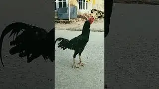 si kumbang