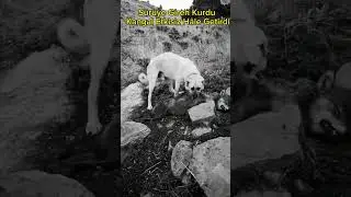 DÜNYANIN EN KURTCU KANGALI