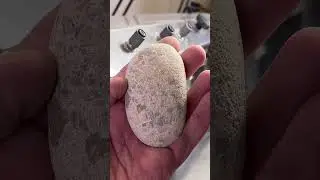 Dry Petoskey Stone