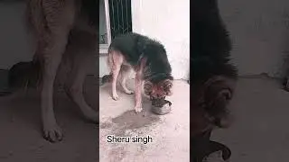 Z++ security is eating his berakfast #germanshepered #doglover #shortsfeed #eating #labrador #video