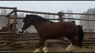 Владимирский тяжеловоз , 3,5 года , рост в холке 175 , продажа. Цена 550000 руб. 89049364440