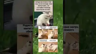 #мемы #мем