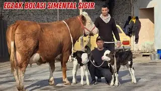 Toxir Akadan Egzakchi Simental Sigirlar Daxshat Koʻrib Baho Bering