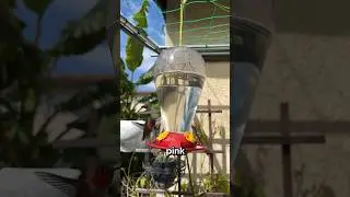 Hummingbird nectar recipe: it showed up in less than a minute! 