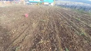 картофелекопалка самодельная