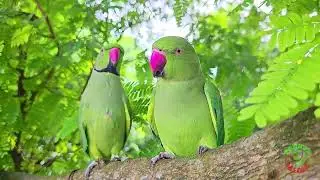 #mithu ripu parrot baby talking sound bird parrot 🐦🐦🤯😱😱🤯🐦🤯😱😱#viral #babybird #viralvideo #shortvideo