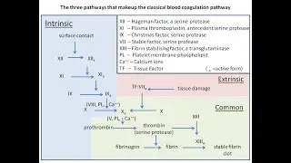 Three important Pathway in Coagulation for MLS, ASCLS/AMT Certification