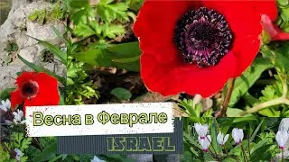 Весна в Феврале /Весенние зарисовки/Израиль в цвету/Spring in ISRAEL