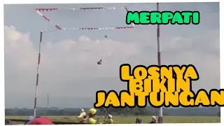 MERPATI KOLONG LOSDOR SEPERTI JET 
