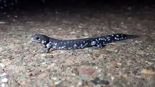 Blue Salamander Migration At Presque Isle Park