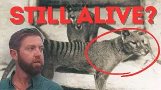 The Mysterious Case of New Guinea Thylacines