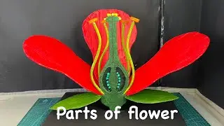 Parts of flower 3d model science project for 