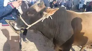 кизирик жохон бозори