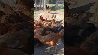 La granja