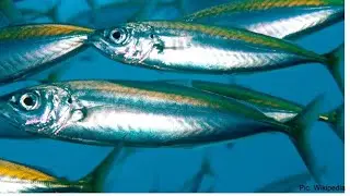 penjelasan lengkap ikan layang (Decaptherus sp)