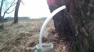 Набираем берёзовый сок/Режем веточки вербы!!!