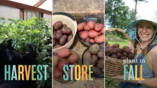 Potato Harvest, Storage, & Fall Planting