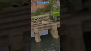 vaquinha some nos trilhos de trem bala e se arrebenta caindo no rio
