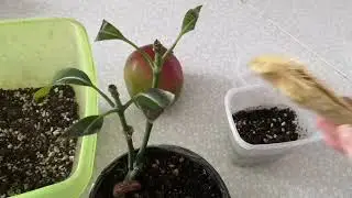 Вырастить экзотическое растение из косточки.