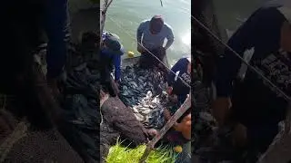 Tilapia harvest 😲😲#fishing #fish #adventure #harvest