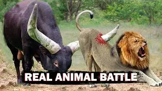 TOP-25 Craziest Animal Fights Lion, Tiger, Eagle, Dog, Elephant, Cat / Real Animal Battle